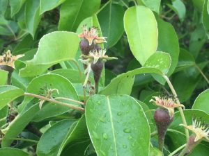 Birnen nach der Blüte