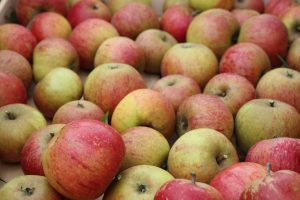 Äpfel nach der Ernte
