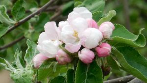 Apfelblüte