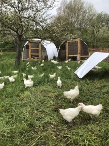 Weidehähnchen auf der Wiese