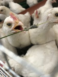 Weidehähnchen