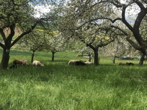 Lämmer und Apfelblüte