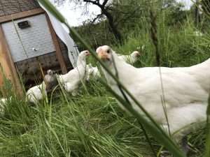 Weidehähnchen Bresse Gauloise